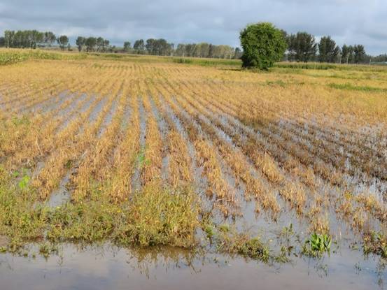 341600419535_.pic_hd