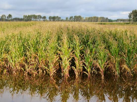 351600419588_.pic_hd