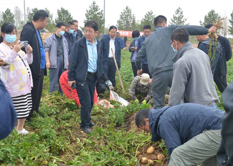 东农310田间测产现场2